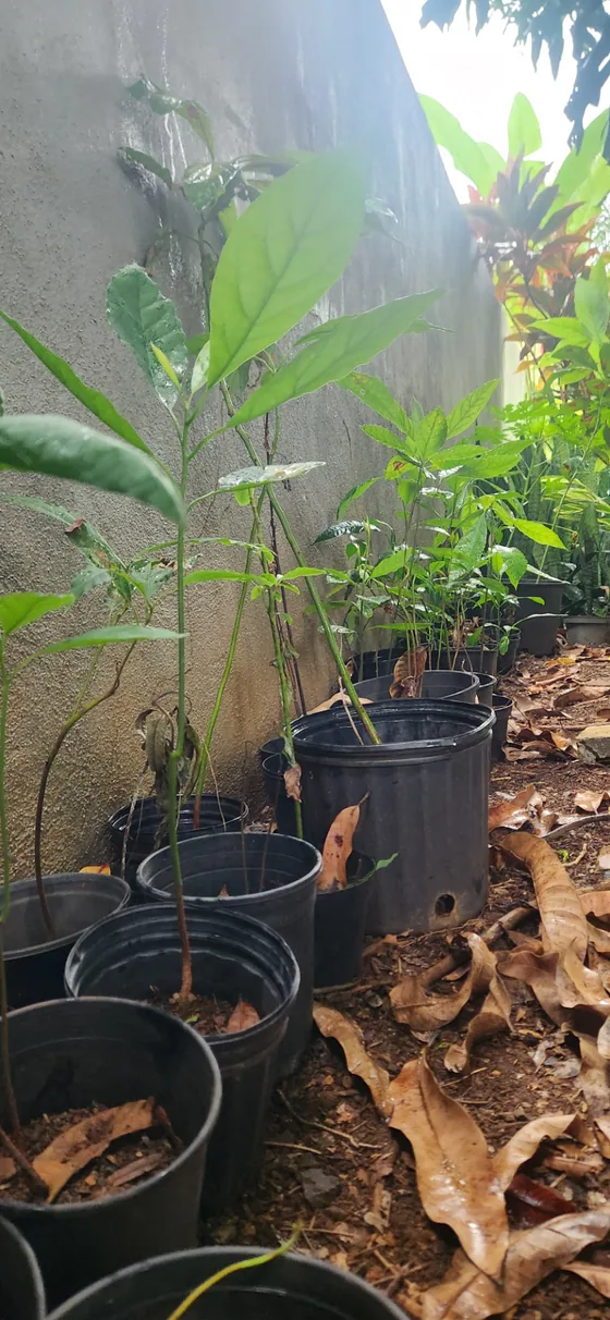 Young fruit and food plants growing in pots for future community sharing.