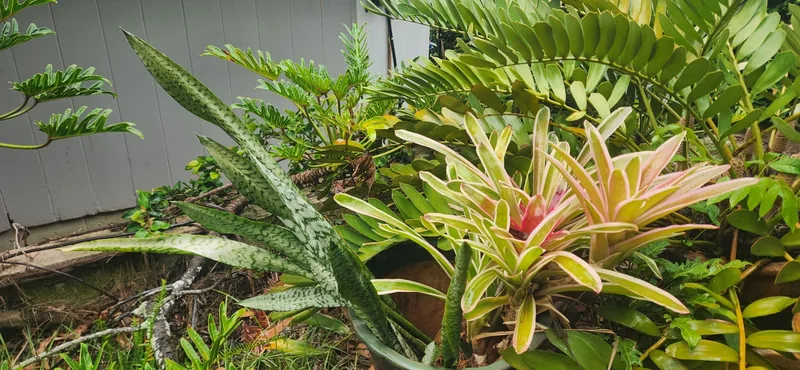 Bromeliads and snake plants growing together in a garden.