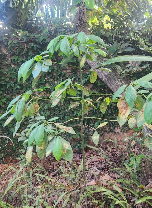 A five-foot avocado plant grown through the CH³ composting project.