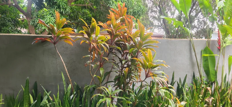 A mature group of colorful ti plants growing outdoors.