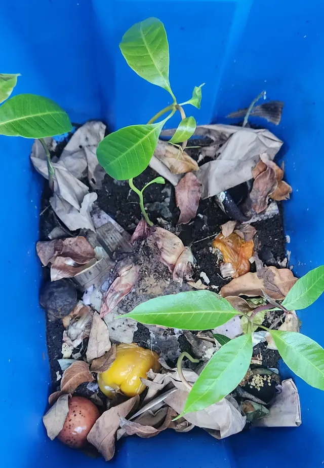 Mango and avocado seedlings growing among fruit scraps, paper products, seeds, and leaves in a compost bin.